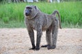 Baboons of Murchison Falls Uganda Royalty Free Stock Photo