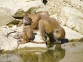 Baboons near pond Royalty Free Stock Photo