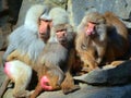 Baboons are Old World monkeys