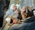 Baboons are Old World monkeys