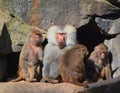 Baboons are Old World monkeys belonging to the genus Papio