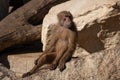 Baboons are Old World monkeys