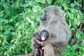 Baboons (Papio)