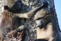 Baboons playing in tree