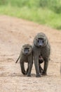 Baboons primates of genus Papio, Kenya