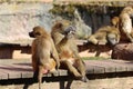 Baboons relaxing in the sun at the zoo Royalty Free Stock Photo