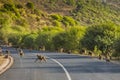 Baboons on the road in Tanzania Royalty Free Stock Photo