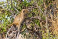 baboons in the savanna in Namibia, Africa Royalty Free Stock Photo