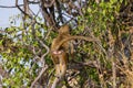 baboons in the savanna in Namibia, Africa Royalty Free Stock Photo