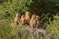 Baboons in Senegal Royalty Free Stock Photo