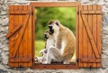 Baboons of Tanzania Royalty Free Stock Photo