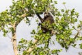 Baboon in a tree in Waterberg park, Namibia