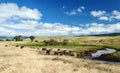 Baboons in Tanzania prairie Royalty Free Stock Photo