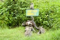 Baboons in Tanzania