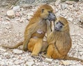 Baboons Royalty Free Stock Photo