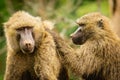 Two baboons hanging out and doing the usual grooming
