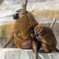 Baboons, monkeys