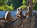 Baboons, Wroclaw, Poland