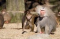 Baboon Royalty Free Stock Photo