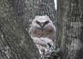 Baby Great Horned owl