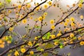 Close up of Babul Acacia nilotica flower.