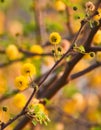 Close up of a Babool or Acacia nilotica flower blooms in the garden