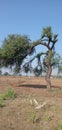 Babul tree located at gadchandur ward no6