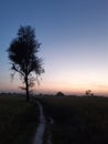 A Babul tree sunset village farm house feild