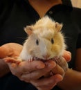 Baby abyssinian guinea pig on palms