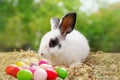 baby adorable bunny decorated with easter eggs Royalty Free Stock Photo