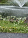 Baby and adult Geese near Broker Pond on the campus of UNC Charlotte in Charlotte, NC