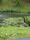 Baby and adult Geese near Broker Pond on the campus of UNC Charlotte in Charlotte, NC