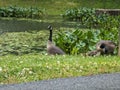 Baby and adult Geese near Broker Pond on the campus of UNC Charlotte in Charlotte, NC