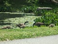 Baby and adult Geese near Broker Pond on the campus of UNC Charlotte in Charlotte, NC