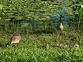 Baby and adult Geese near Broker Pond on the campus of UNC Charlotte in Charlotte, NC