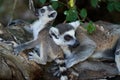 Baby and adult lemur on branch of a tree Royalty Free Stock Photo