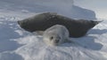 Baby, Adult Weddell Seal Family in Antarctica Royalty Free Stock Photo