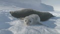 Baby, Adult Weddell Seal Family in Antarctica Royalty Free Stock Photo