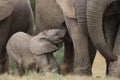 Baby Afrfican Elephant Calf