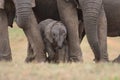 Baby Afrfican Elephant Calf Royalty Free Stock Photo
