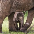 Baby Afrfican Elephant Calf between the legs of its mother and m