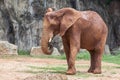 Baby Africa elephant