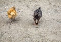 baby African chickens Royalty Free Stock Photo