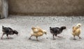 baby African chickens Royalty Free Stock Photo