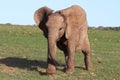 Baby African Elephant Royalty Free Stock Photo