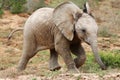 Baby African Elephant Royalty Free Stock Photo