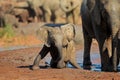 Baby African elephant - Addo Elephant National Park