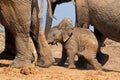 A cute baby African elephant, Addo Elephant National Park, South Africa