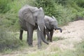 Baby African elephant with adult in natural habitat Royalty Free Stock Photo