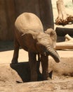 A Baby African Elephant Cools Off Royalty Free Stock Photo